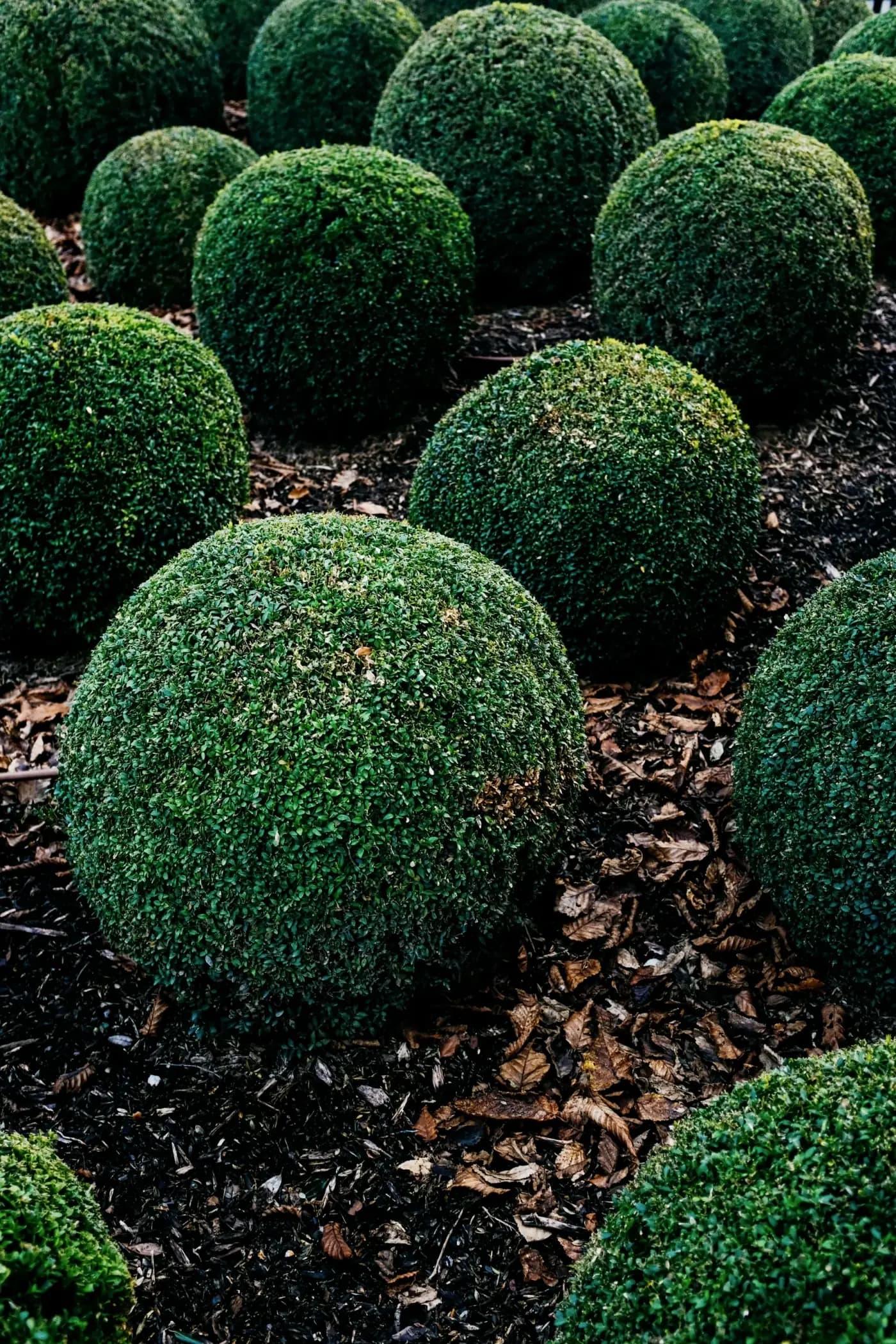 Sculpted boxwood shrubs set in fresh mulch beds — Baltimore area, MD.