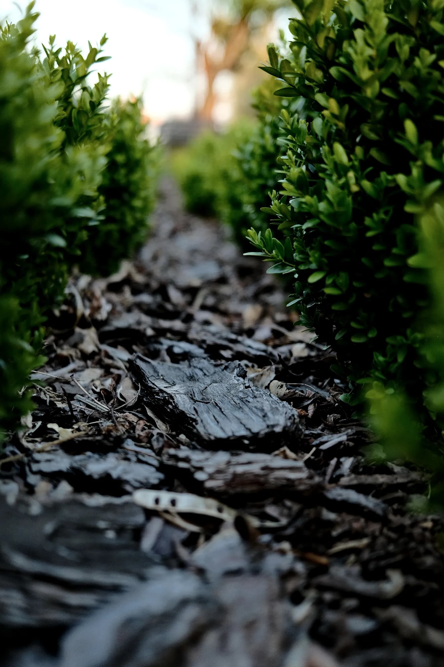 Fresh mulch beds and boxwood planting along a garden path — Baltimore area, MD.